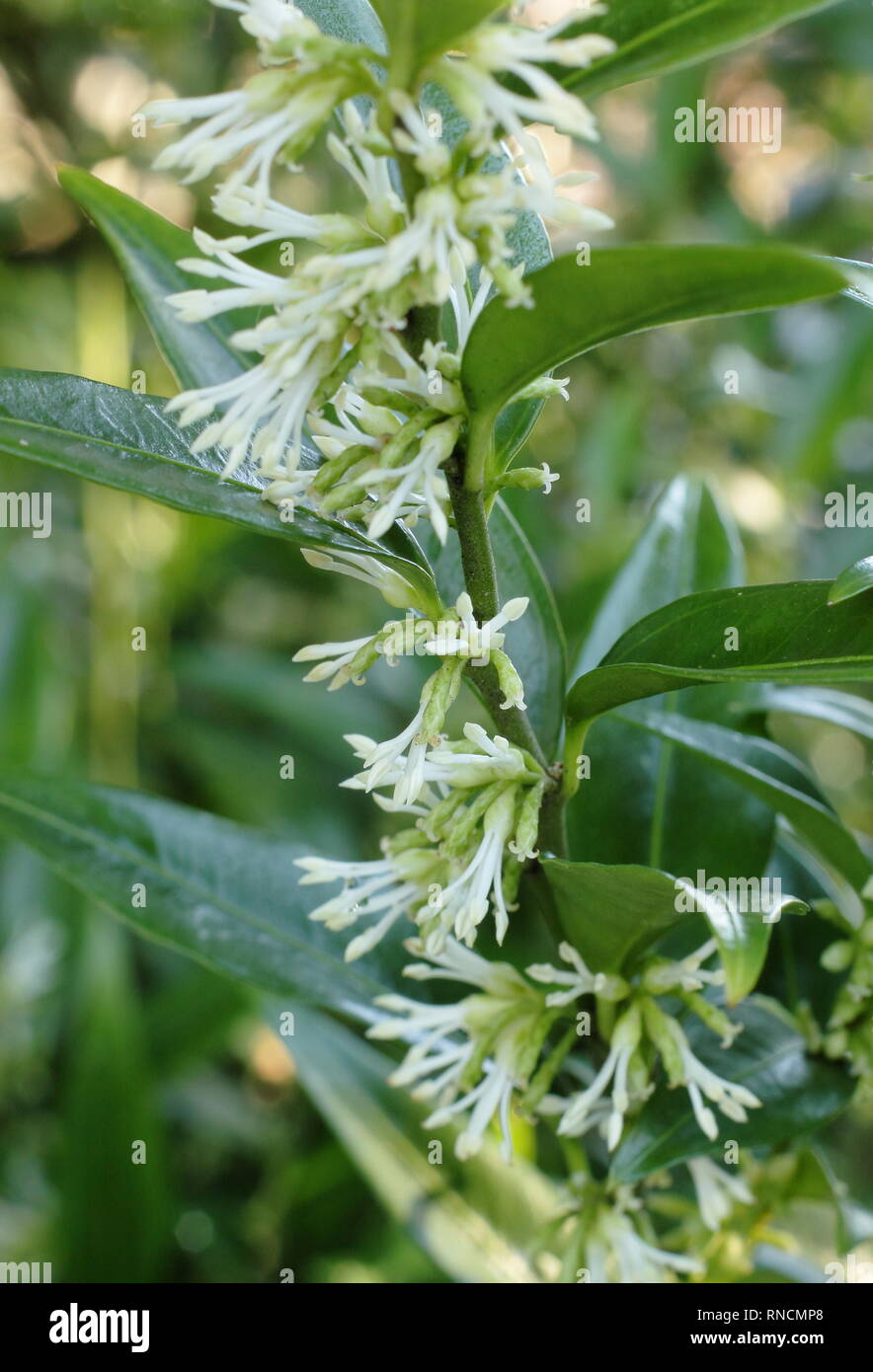 Sarcococca ruscifolia 'Dragon Gate'. Stark duftende, krakeligen Blüten von süßen Box 'Dragon Gate' in einem Wintergarten Grenze - Dezember, Großbritannien Stockfoto