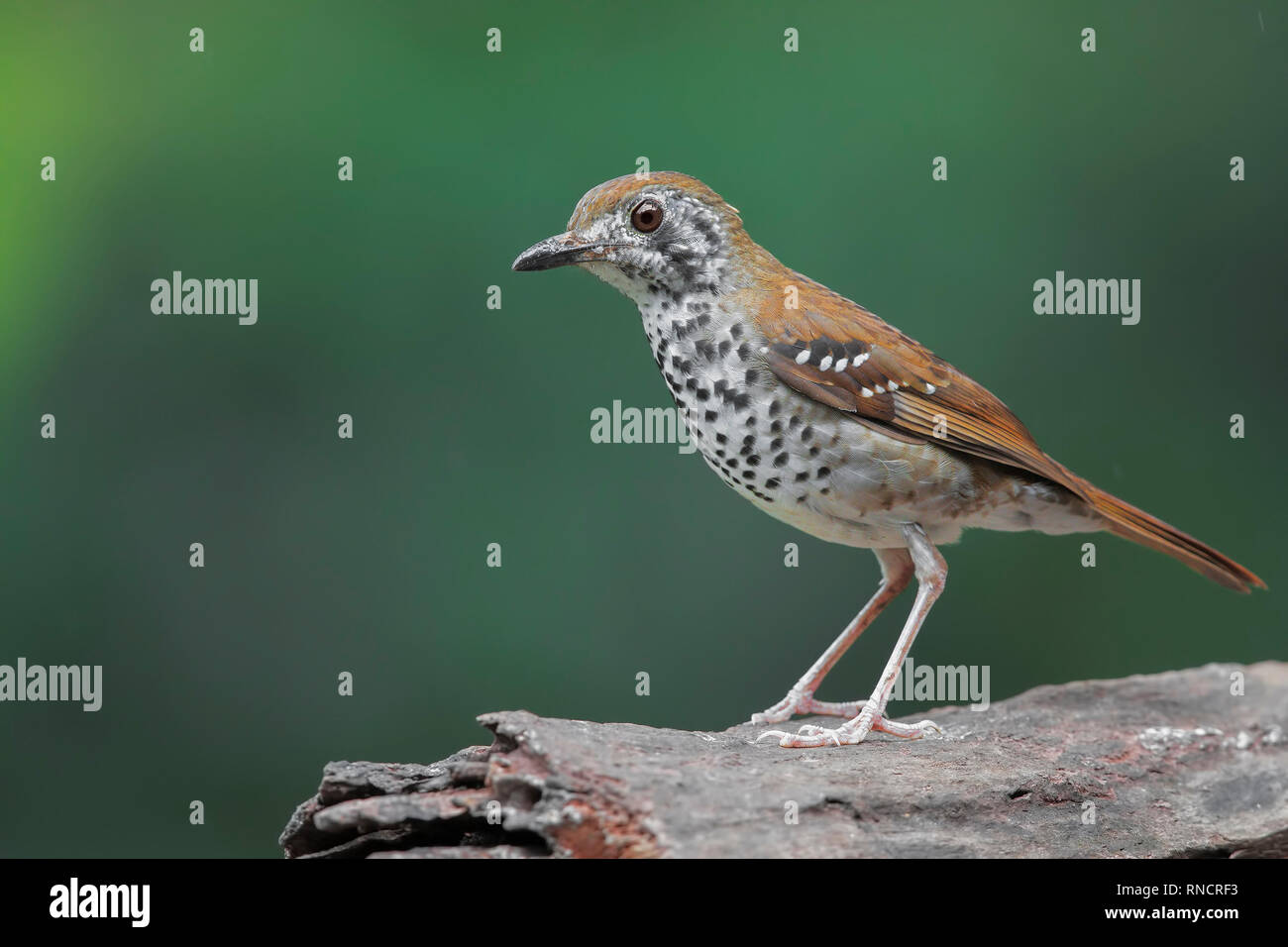 Geokichla spiloptera Fotos und Bildmaterial in hoher Auflösung Alamy