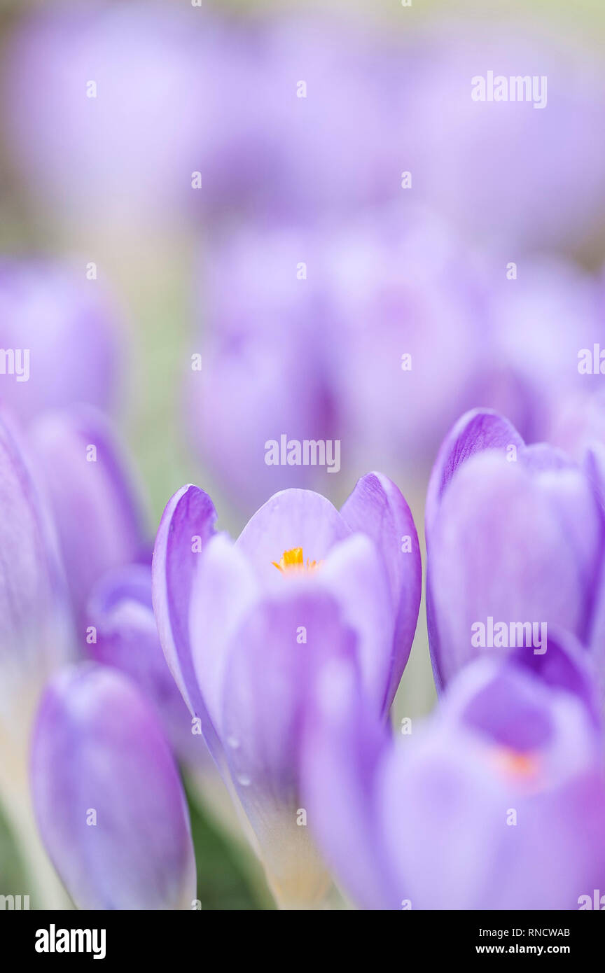 Crocus speciosus. Stockfoto