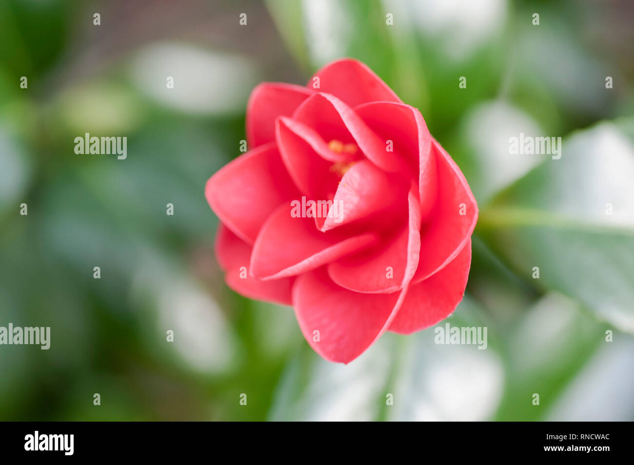 Die Blume der eine Kamelie Strauch. Stockfoto