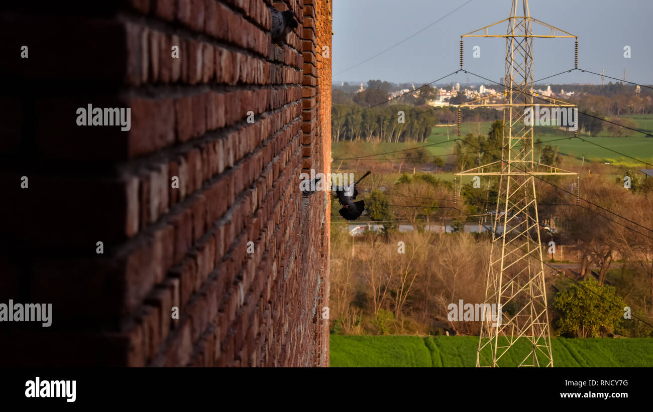 Fliegende Taube, Tauben sitzen. Stockfoto