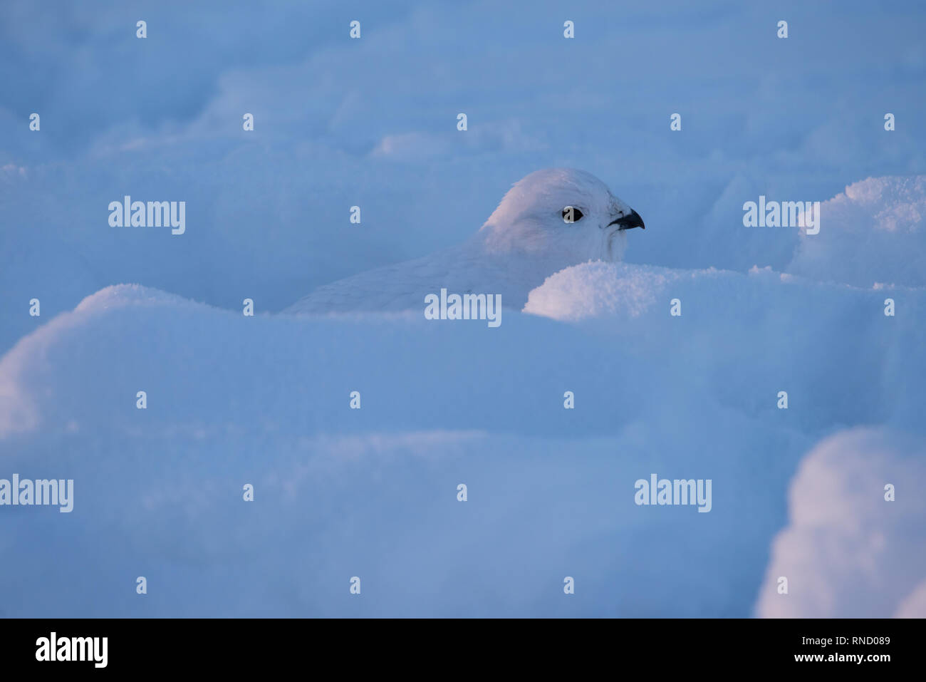 Ein Willow ptarmigan liegen niedrig und im tiefen Schnee in Yellowknife, Nordwest-Territorien, Kanada getarnt. Stockfoto
