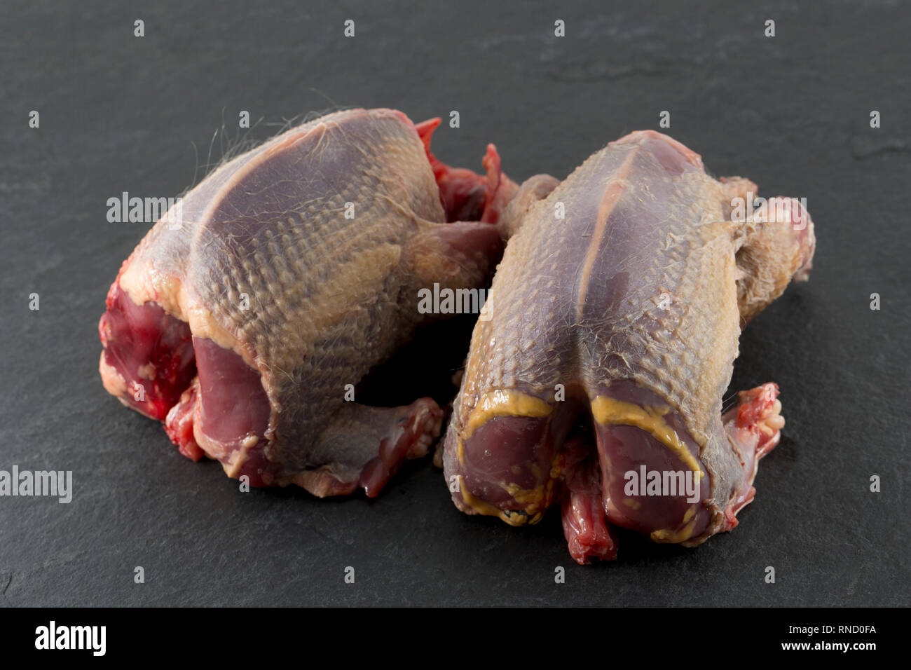 Zwei gerupft und vorbereitet ungekocht woodpigeons fotografiert auf einem dunklen, Schiefer Hintergrund. Die woodpigeon, Columba Palumbus, ist einer der wichtigsten Comm in Großbritannien Stockfoto