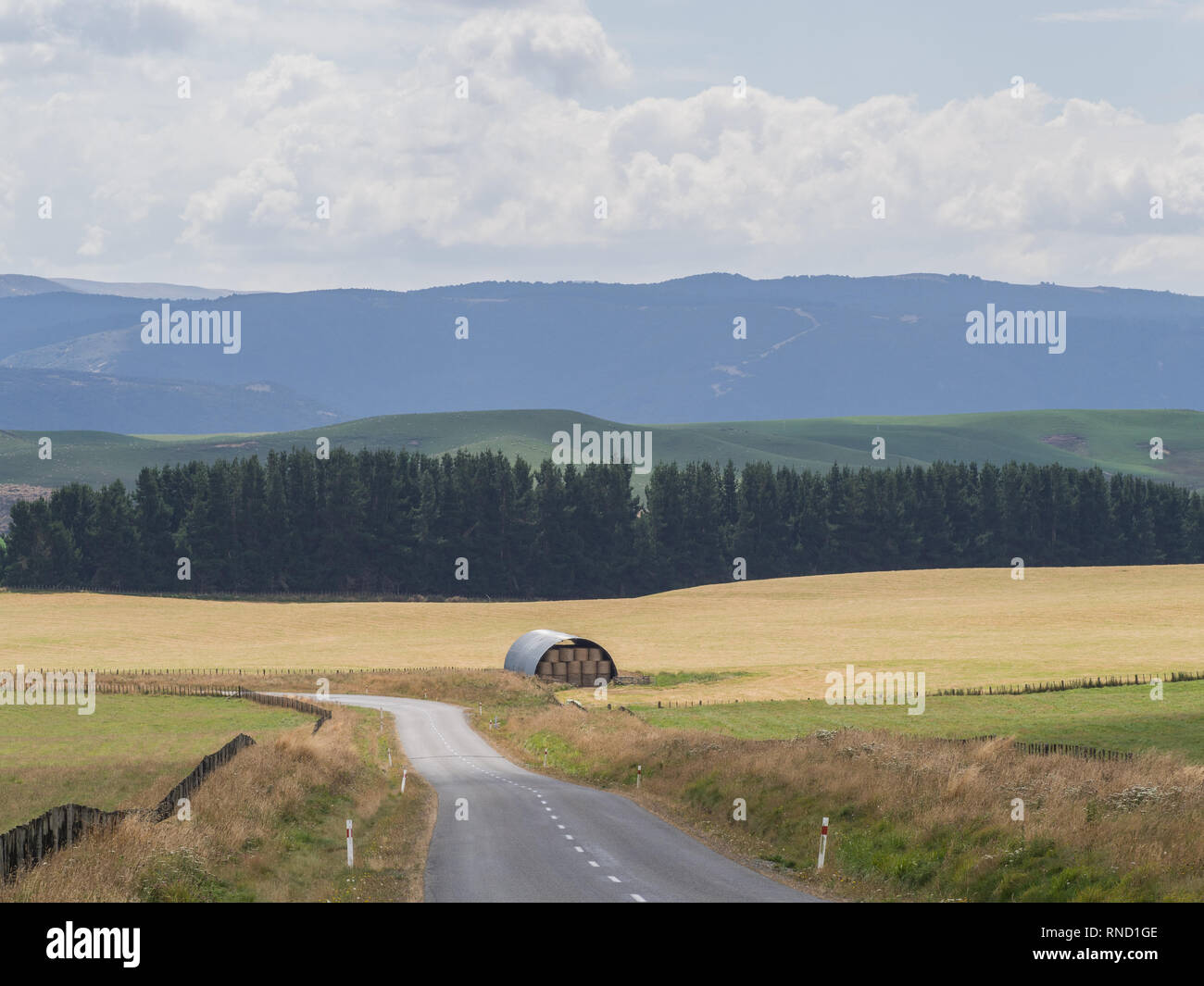 Scheune in einem braunen Gras Feld, eine Reihe von dunklen Kiefern, Hügel am Horizont, Taihape Napier Road, Inland Mokai Patea, Central North Island, Neuseeland Stockfoto