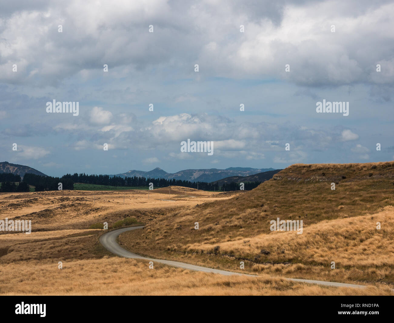 Eine Kurve, tussock Land auf Ngamatea Station, Inland Mokai Patea, Central North Island, Neuseeland Stockfoto