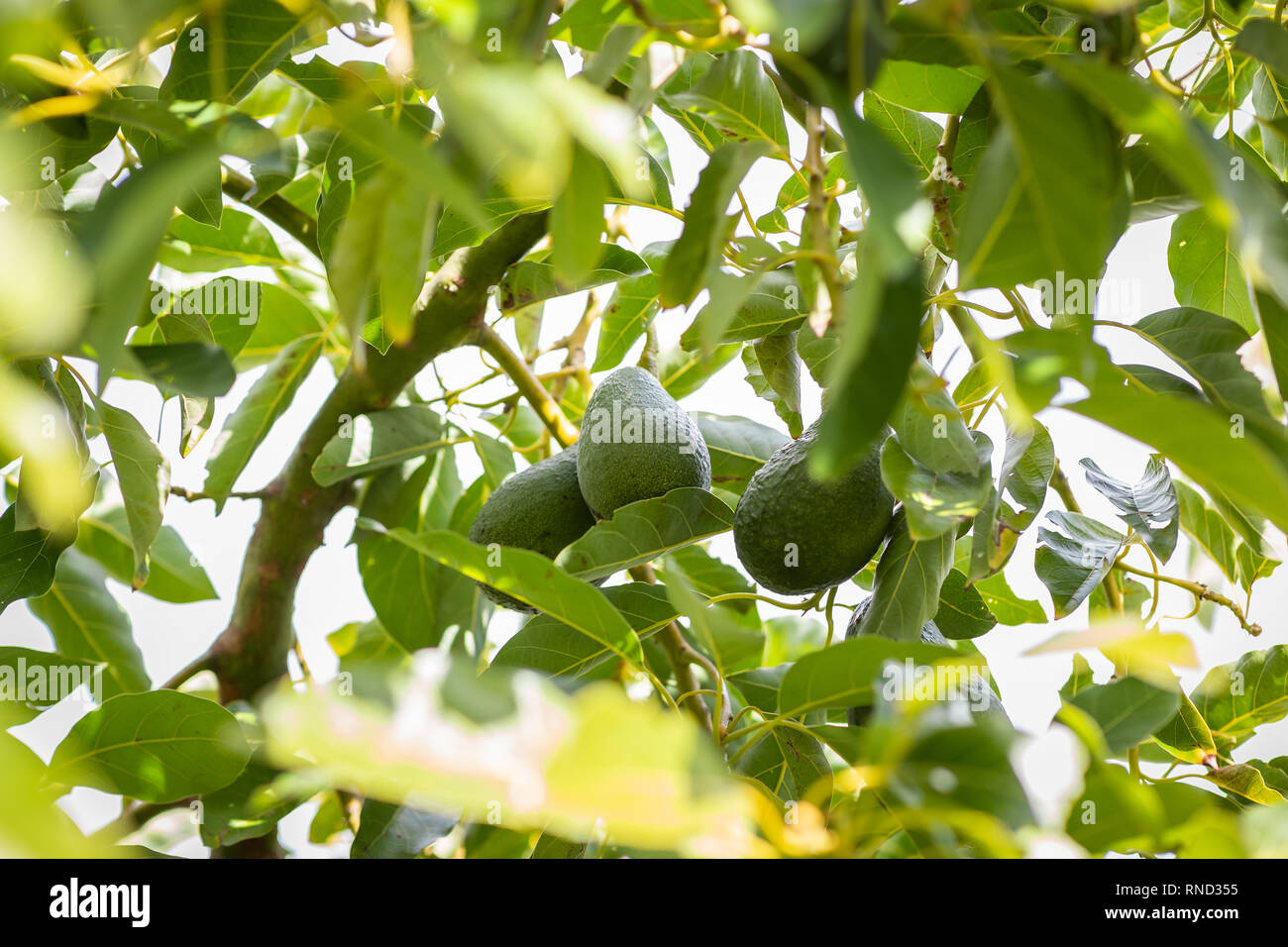 Zweig der Avocado Baum mit mellow Früchte Stockfoto