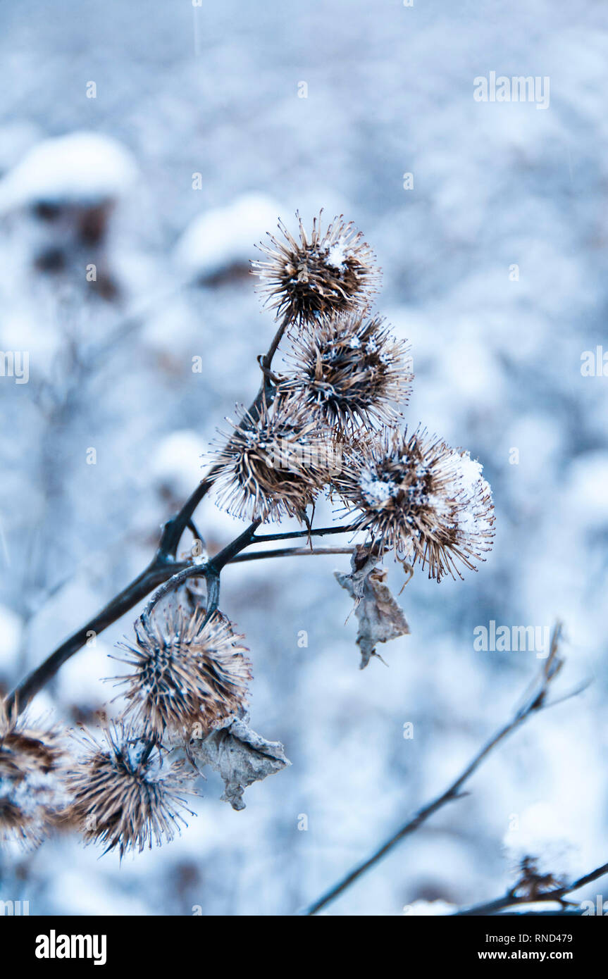 Trockene gemeinsame Distel Pflanzen mit Schnee im Winter abgedeckt Stockfoto