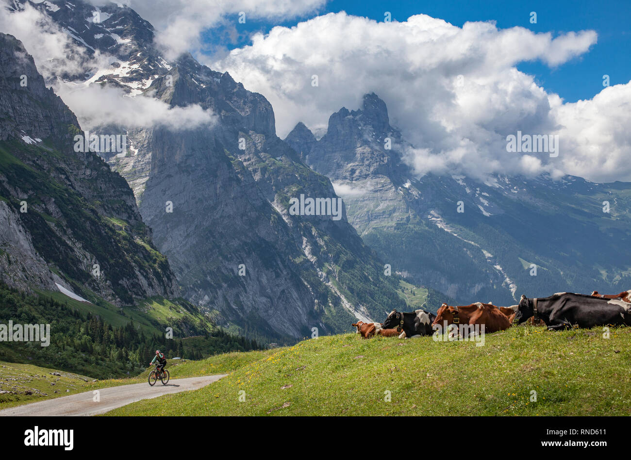 Rinderbestand im Grasland hoch über Grindelwald mit Eiger Nordwand im Hintergrund, Jungfrauregion, Berner Oberland, Schweiz Stockfoto