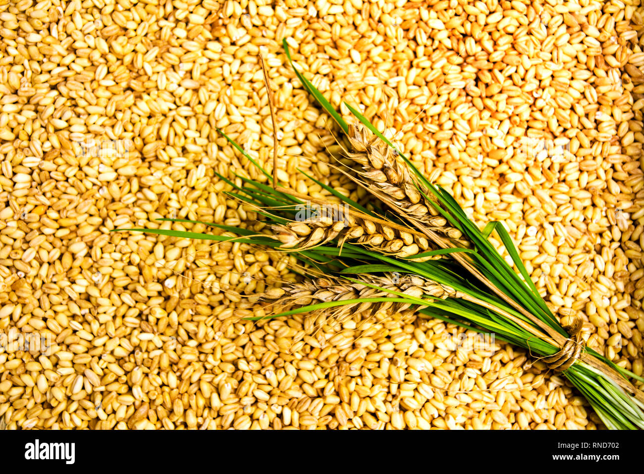 Weizen Getreidekörner und ein Zweig Hintergrund Muster Stockfoto