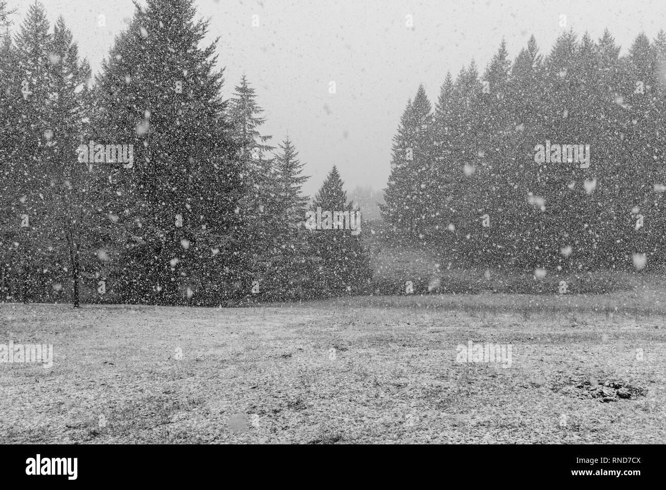 Schneefall in einen großen Garten, große Schneeflocken, sichtbar in den Vordergrund, gedreht in schwarz und weiß Stockfoto