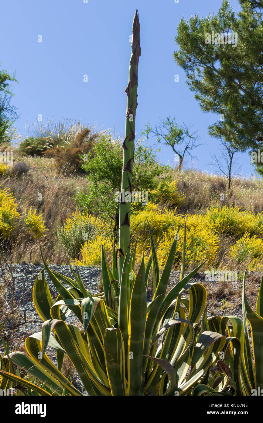 Agave americana, wilde bunte Jahrhundert Pflanze, Andalusien Spanien Stockfoto