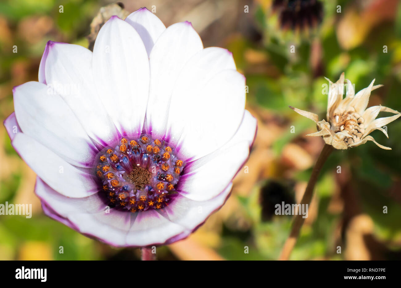 Dimorphotheca ecklonis, blau-weiß Daisybush, Stockfoto