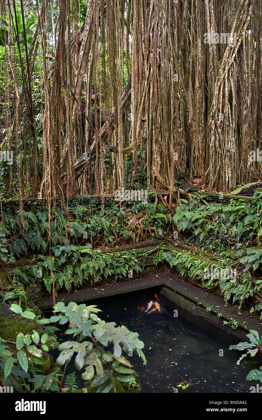 Outdoor Teich mit Koi Fische in Affen Wald auf Bali Stockfotografie Alamy