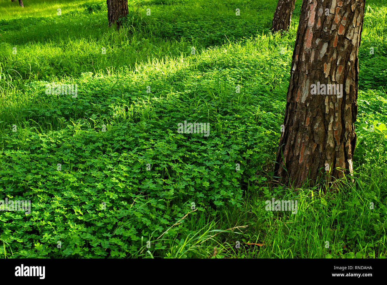 Baum texturierte Trunks Klee und Gras auf lebendige grünes Feld in einem Park. Sun Licht auf der Erde. Nachmittag erschossen. Stockfoto