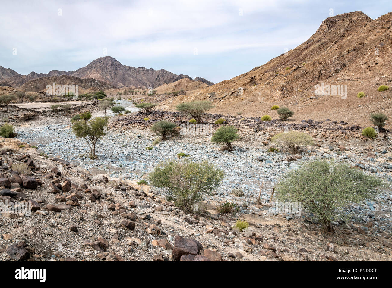 Trockenes Flussbett im Hajar-Gebirge Stockfoto