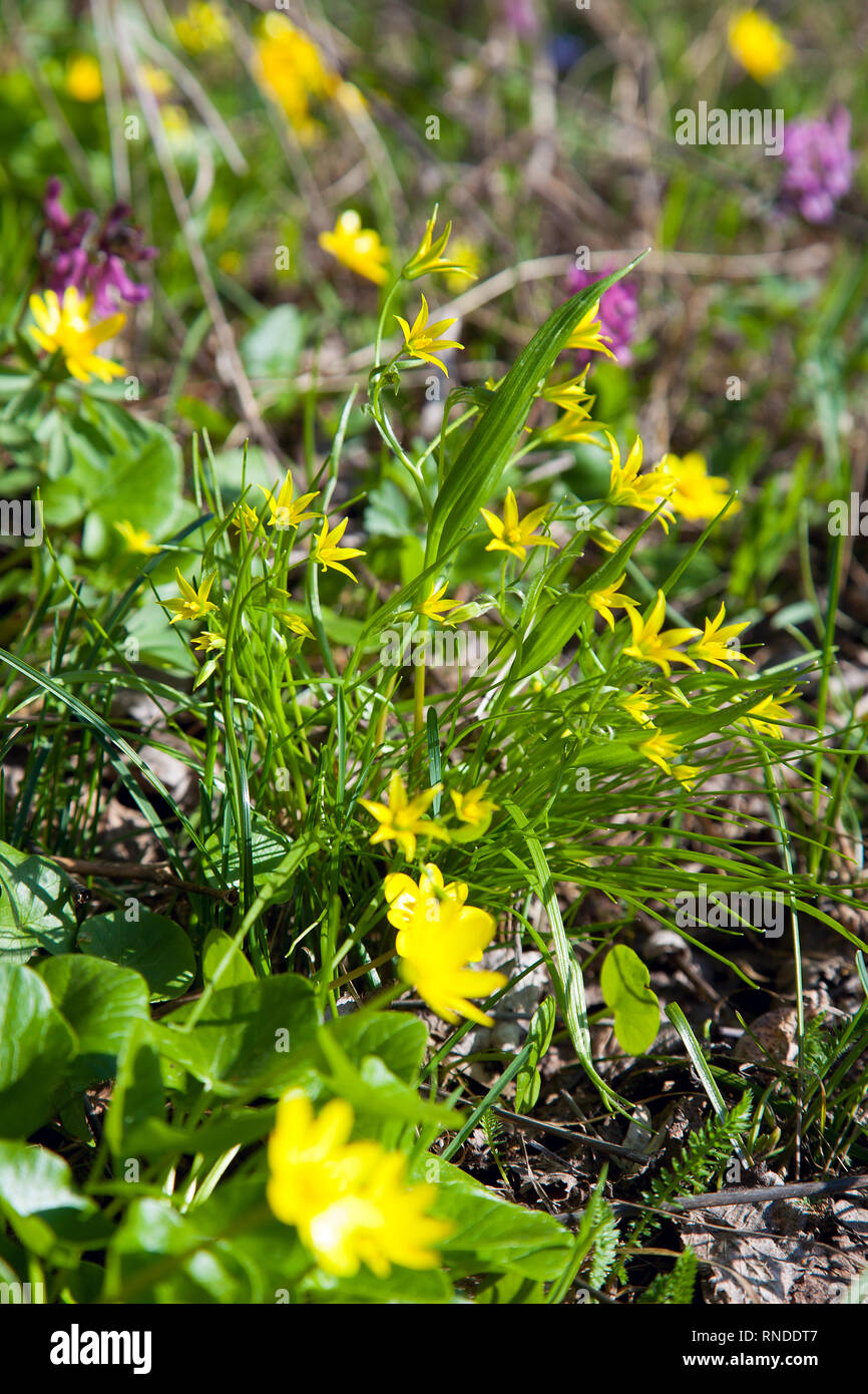 Gagea lutea, den gelben Stern-von-Bethlehem blühen im Frühjahr Wald. Gagea lutea ist eine Gattung von Krautigen Knollenpflanzen der Liliefamilie (Lilia Stockfoto