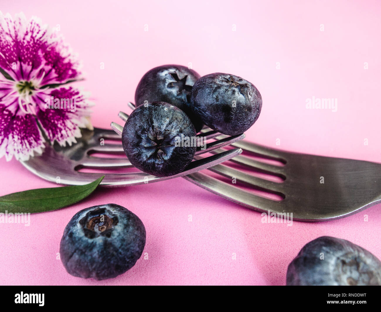 Vier Blaubeeren und zwei Gabeln auf rosa Hintergrund Stockfoto