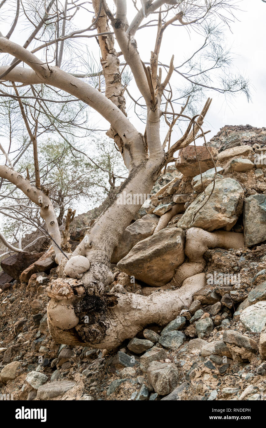 Ein Baum mit Wurzeln wachsen und der Anpassung an das Gelände, hier in einem kleinen Canyon zwischen Felsen Stockfoto