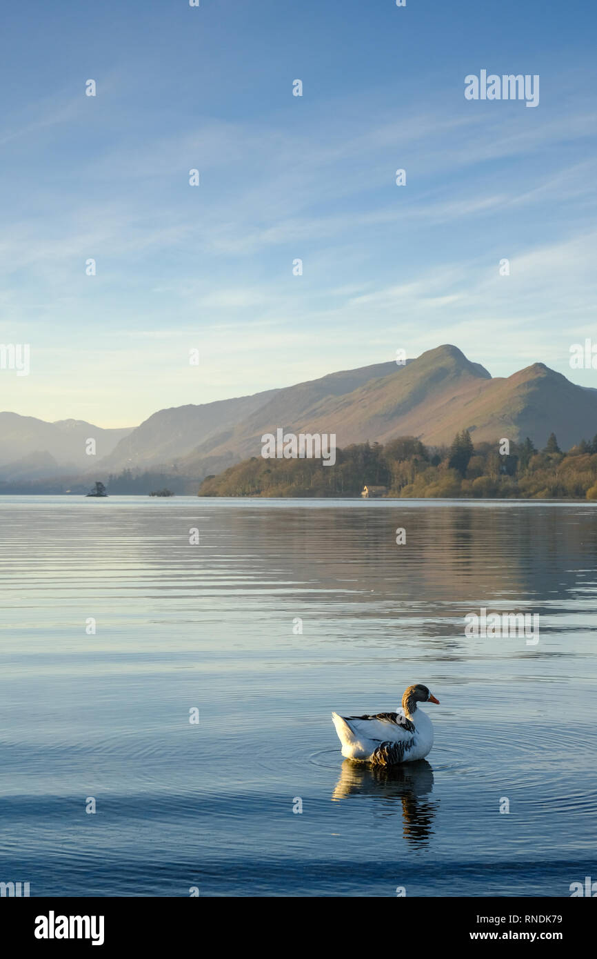 Eine Ente auf Derwentwater im Lake District in der Nähe von Keswick. Stockfoto