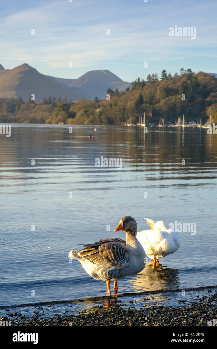Enten am Ufer des Derwentwater im Lake District Stockfoto