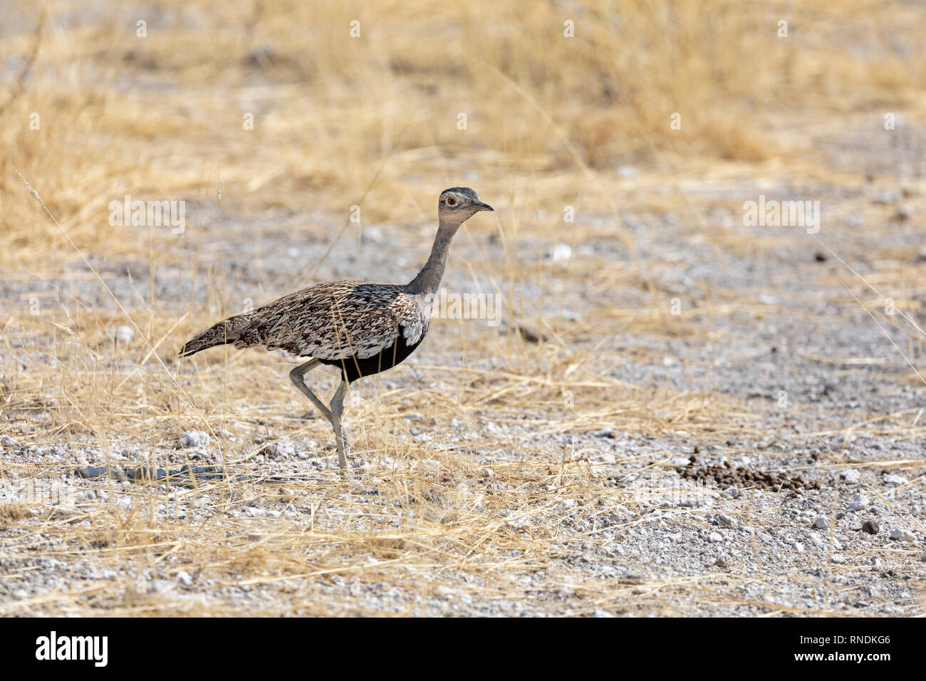 Rot-crested Korhaan (Lophotis Ruficrista) Stockfoto