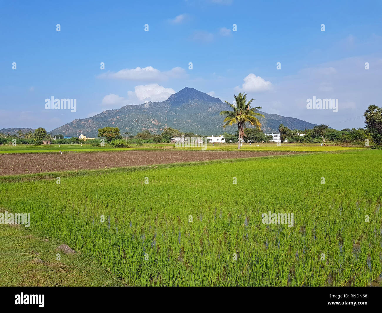 Arunachala hill Fotos und Bildmaterial in hoher Auflösung Alamy