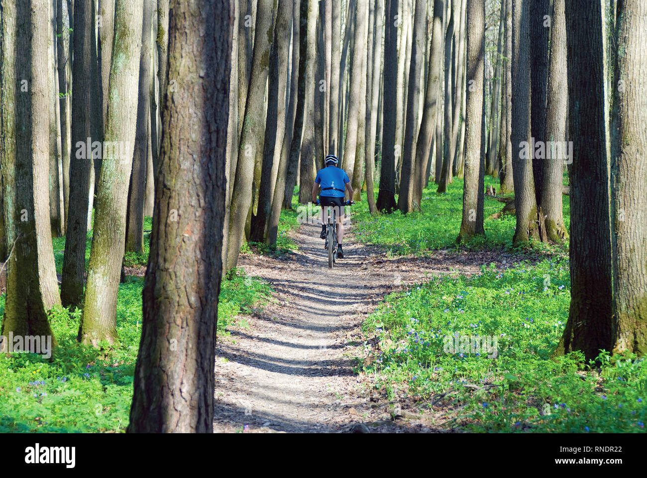 Wald im Frühling, einzelne Radfahrer entlang reiten weg Stockfoto