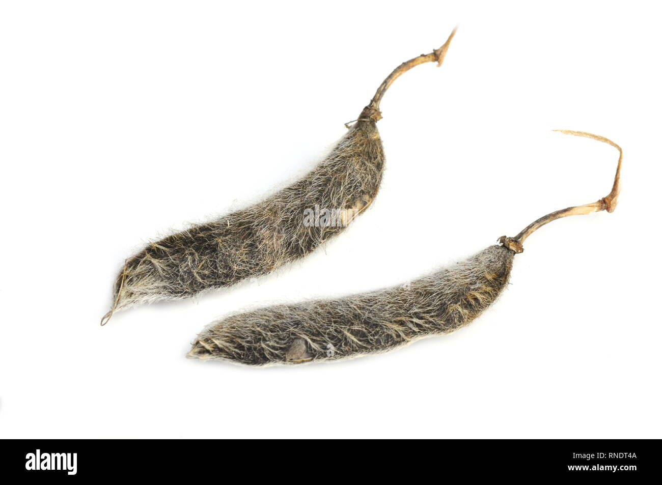 Samen von Lupinen Pflanze isoliert auf weißem Hintergrund Stockfoto