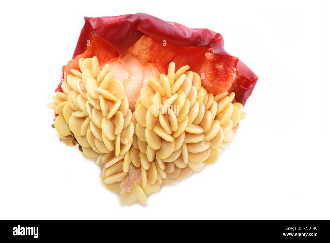 Nahaufnahme auf den Samen von roten Paprika Stockfoto