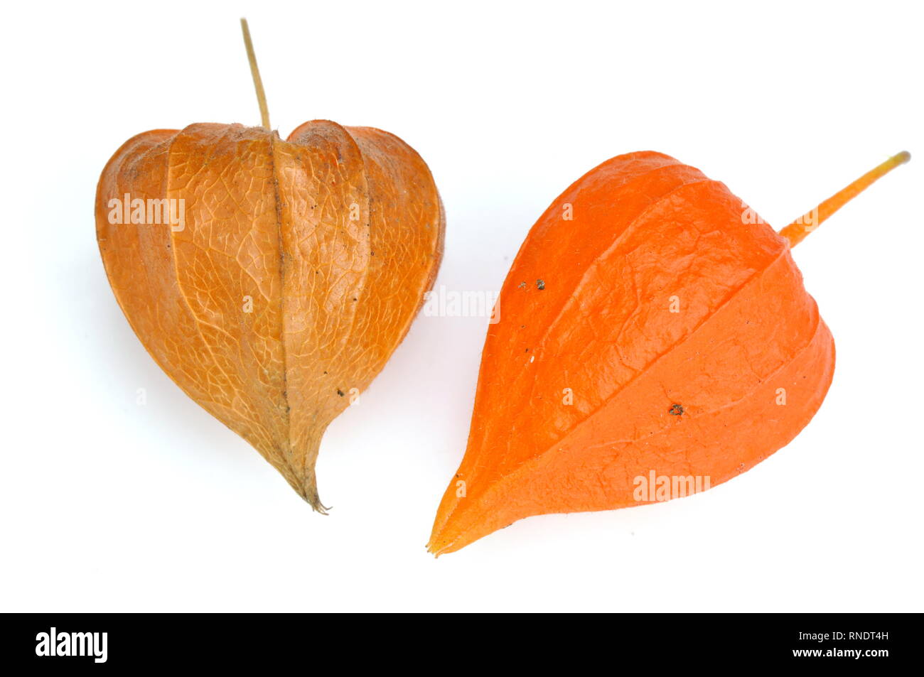 Helles orange Samenkapseln aus der chinesischen Laternen Pflanzen Physalis alkekengi Stockfoto