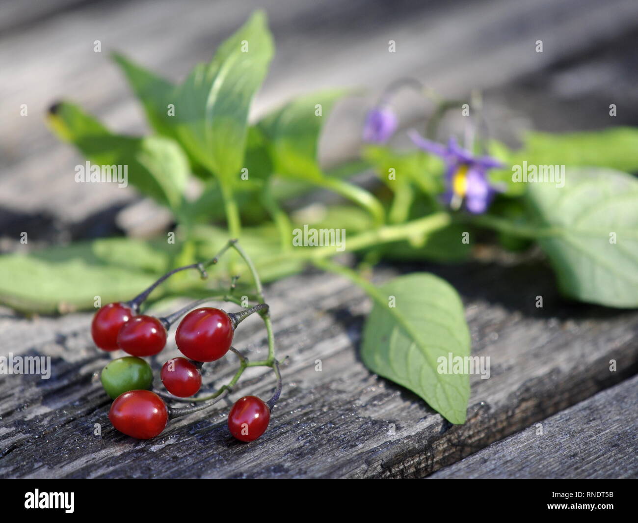 Zweig der Bittersüße Nachtschatten Solanum dulcamara mit giftigen Beeren auf einem Tisch Stockfoto