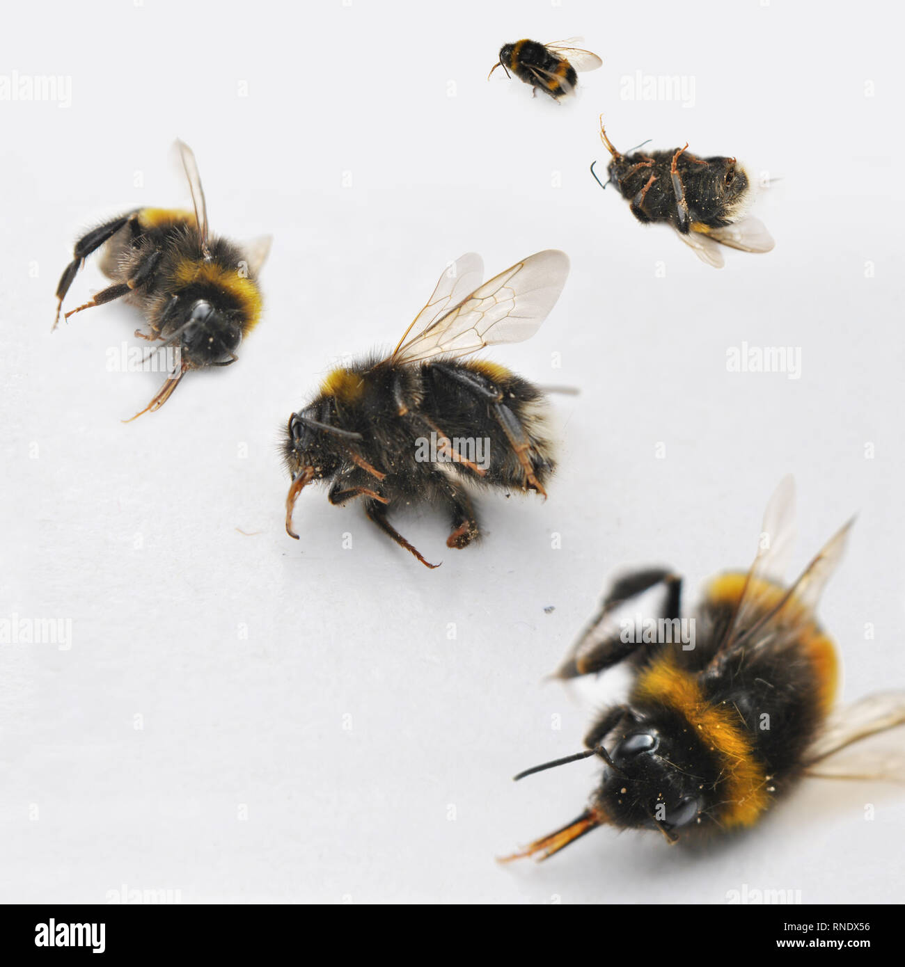 Tote Bienen und giftige Gift Stockfoto