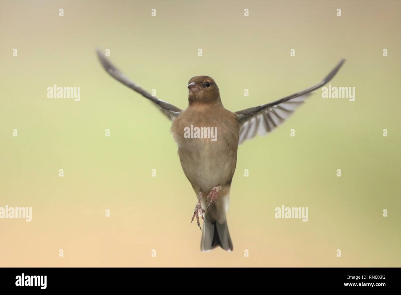 Weibliche Buchfink (Fringilla coelebs) schwebt in Waldrand. Februar 2019, Gloucestershire, VEREINIGTES KÖNIGREICH Stockfoto