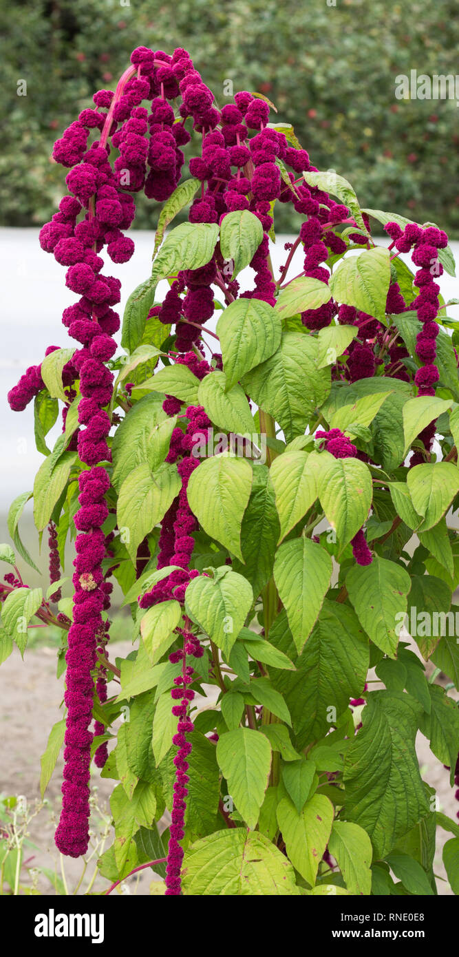 Eine grosse Pflanze und ein Roter Amaranth Blume, groe blhende Rote  Amaranth Zpfe vor dem Hintergrund der Sonne baumeln Stockfotografie - Alamy