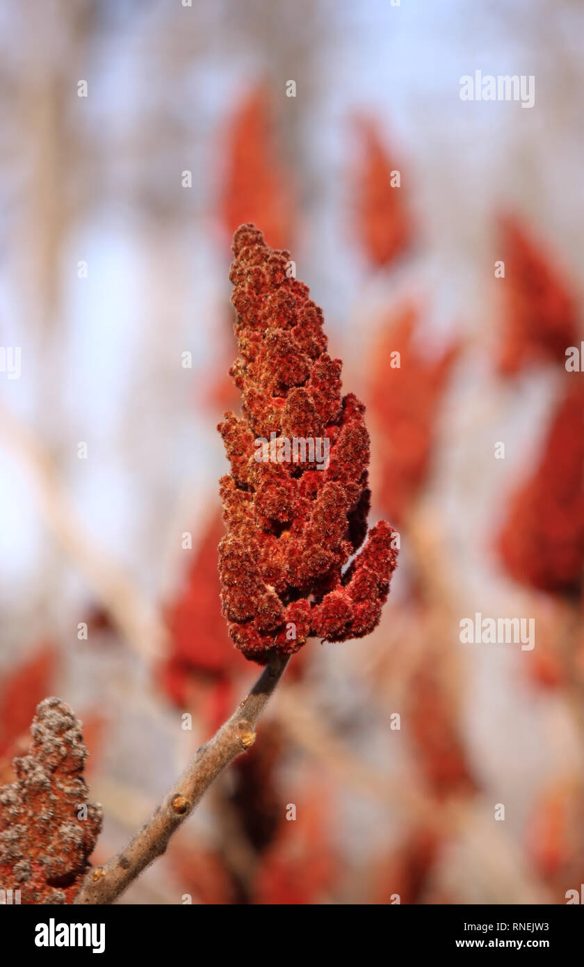 Rhus typhina (staghorn Sumac) Stockfoto