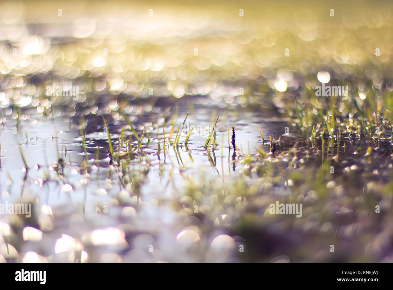 Grass im Wasser Stockfoto