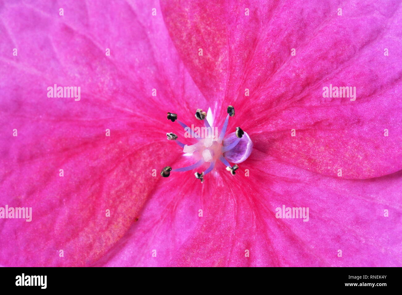Nahaufnahme auf Single rosa Hortensie Blume Hydrangea macrophylla Stockfoto