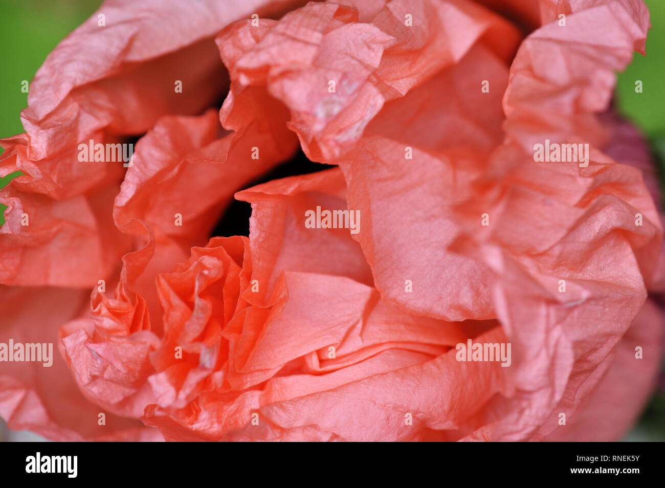 Nahaufnahme auf einem rosa Oriental poppy Blütenblätter Stockfoto