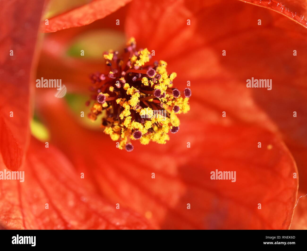 Nahaufnahme auf die reproduktiven Teile eines Roten indische Malve Blume Stockfoto