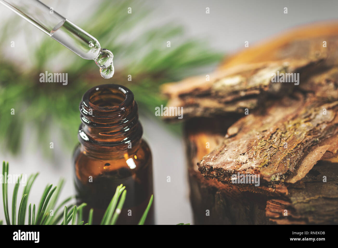 Pinienrinde Tinktur tropft vom Glaspipette Stockfoto