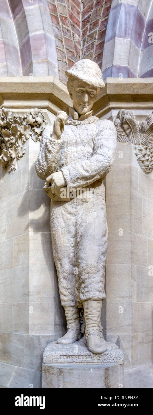 Statue von Carl von Linné von John Tupper in Oxford Natural History Museum. Stockfoto