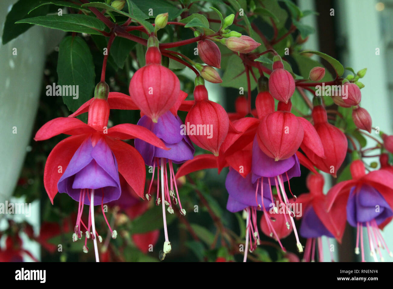Nahaufnahme von Fuchsia magellanica in verschiedenen Stadien der Blüte Stockfoto