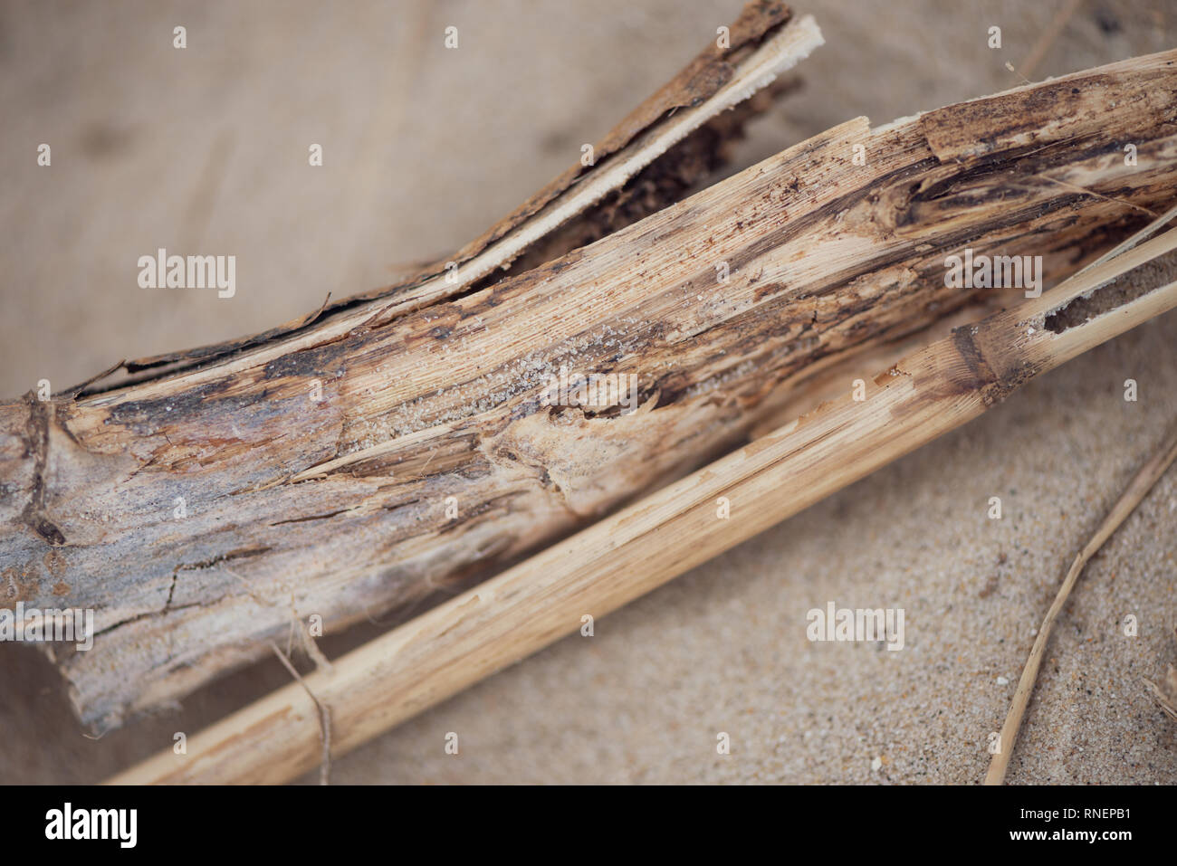 In der Nähe von treibholz an einem Sandstrand. Stockfoto