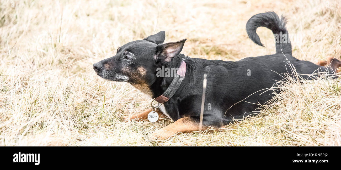 Cute alten schwarzen Hund und braune Welpen spielen auf einem Gras - rescue  Hunde ein neues Zuhause gefunden Stockfotografie - Alamy