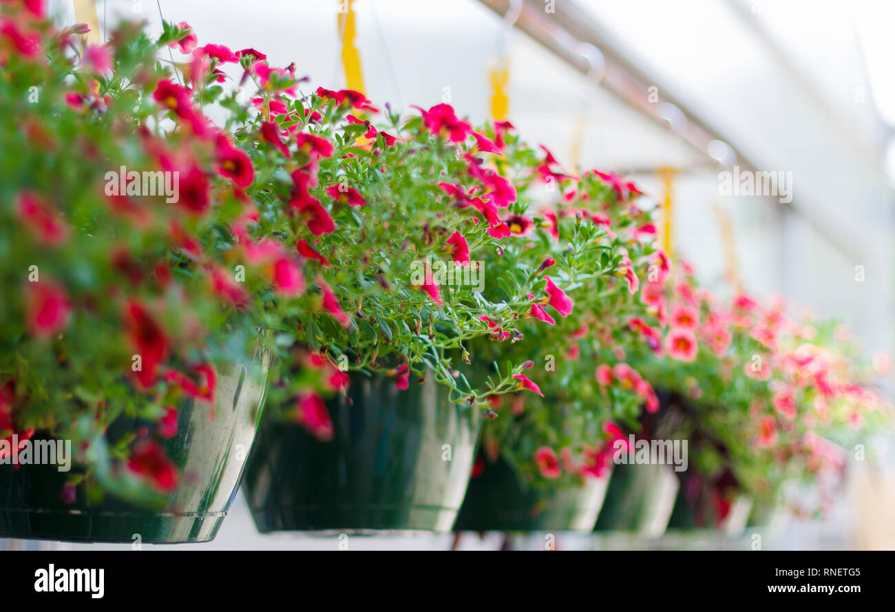 Hanging planters von Calibrocha (Million Bells) in voller Blüte in einer Baumschule. Stockfoto