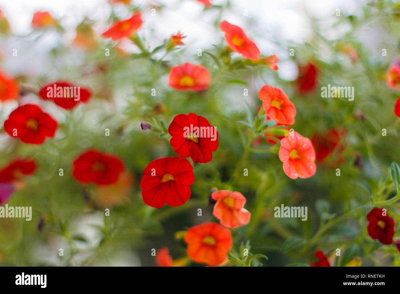 Hanging planters von Calibrocha (Million Bells) in voller Blüte in einer Baumschule. Stockfoto