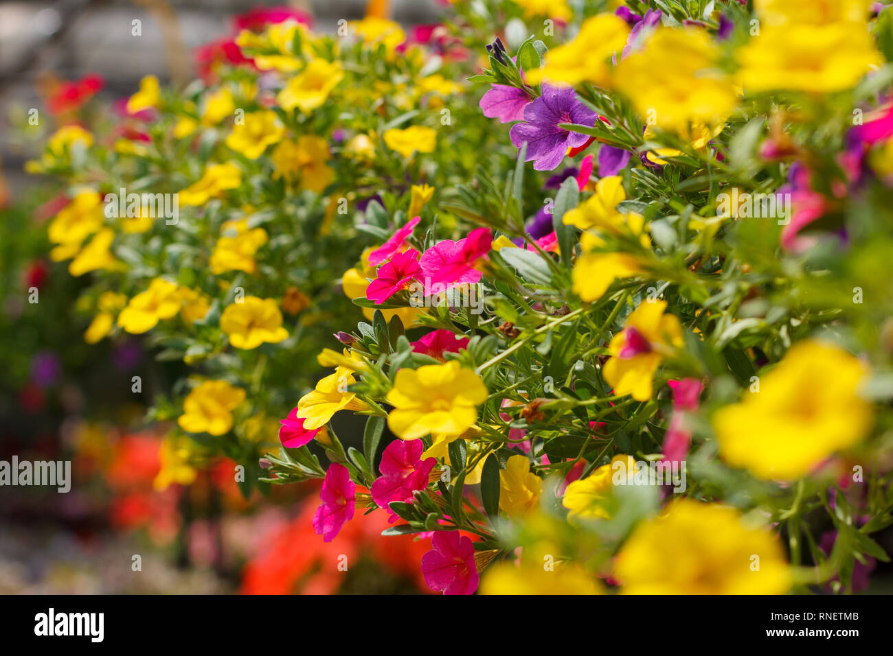 Hanging planters von Calibrocha (Million Bells) in voller Blüte in einer Baumschule. Stockfoto