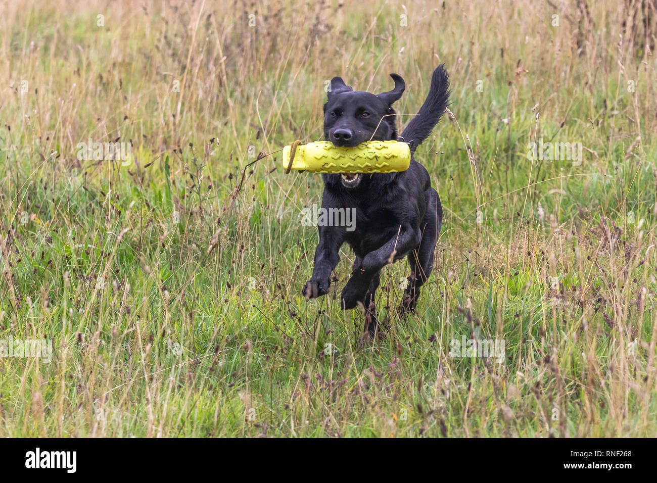 Ein schwarzer Labrador Retriever läuft durch Gras mit einer Pistole Hund dummy in seinem Mund. Stockfoto
