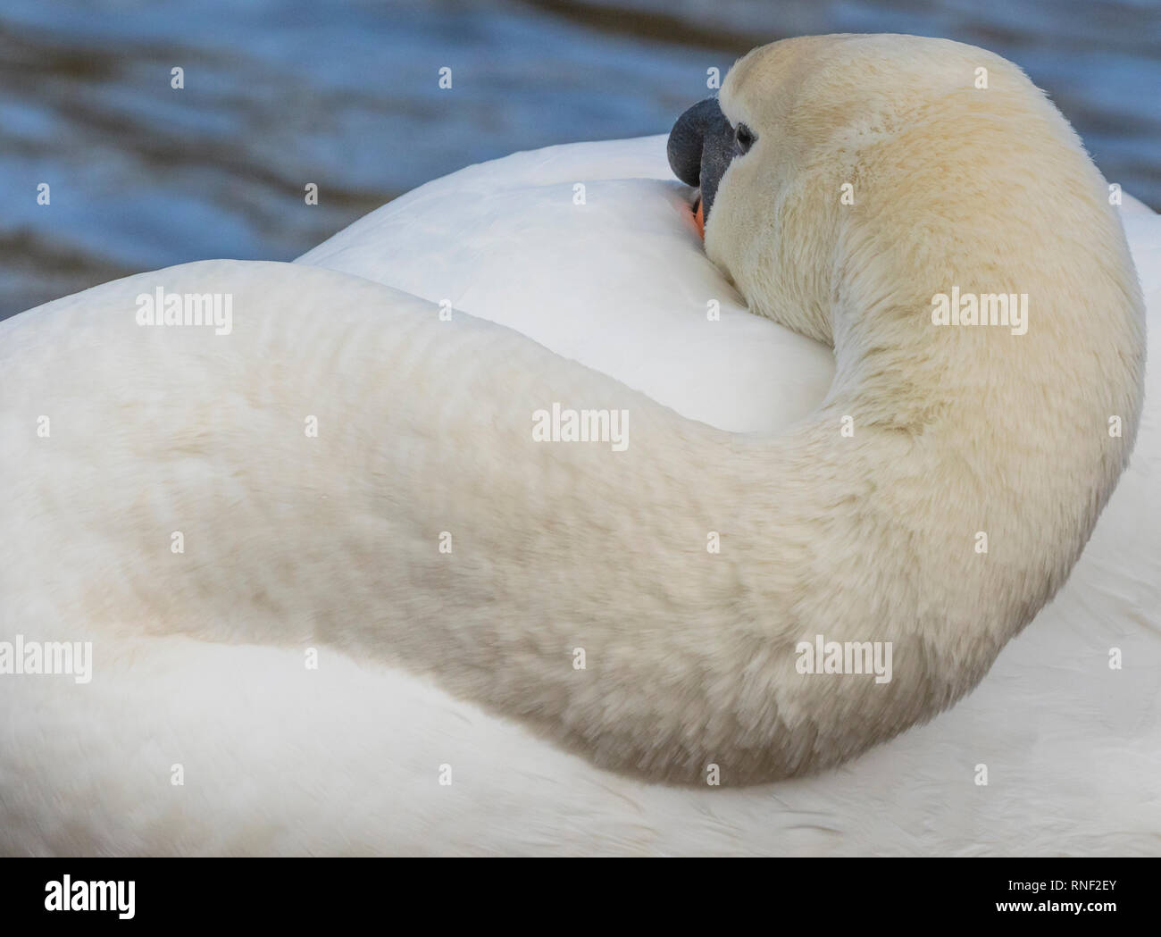 Mute swan neck Nahaufnahme Stockfoto