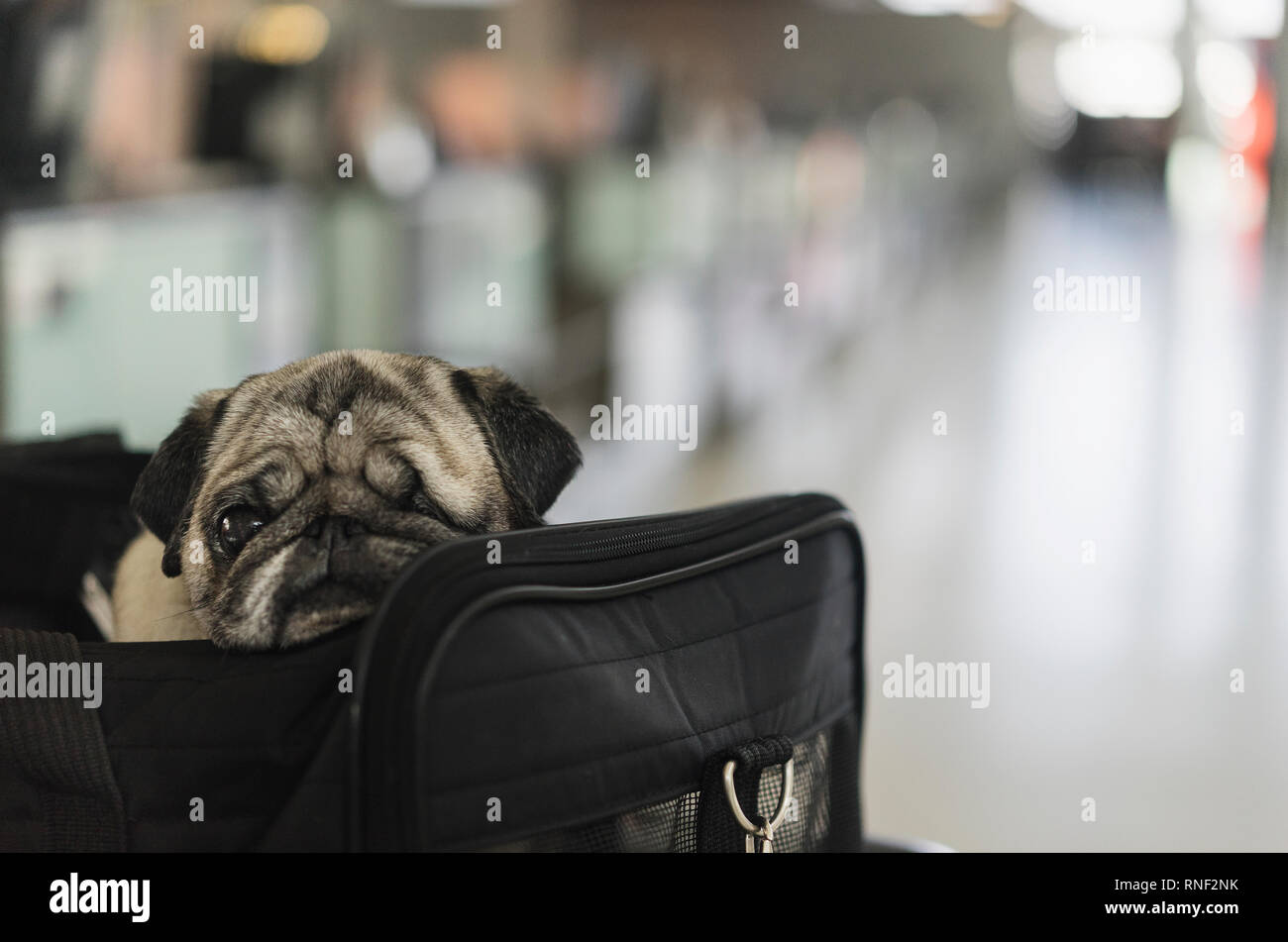 Pet Travel ein Mops Rasse Hund reist in seinem in der Kabine Flight Bag am Internationalen Flughafen Pearson in Toronto, Ontario, Kanada. Stockfoto